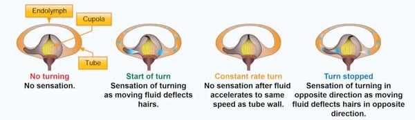 Instrument Flying Handbook, Angular Acceleration