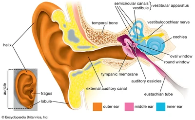 Britannica, The physiology of balance: vestibular function