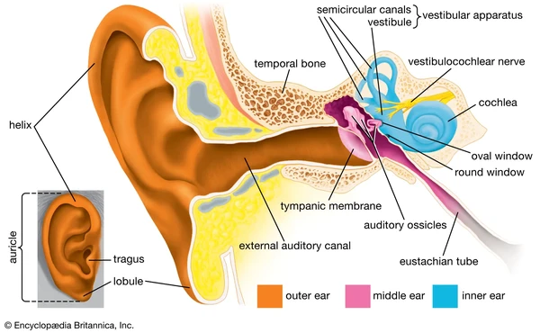 Britannica, The physiology of balance: vestibular function